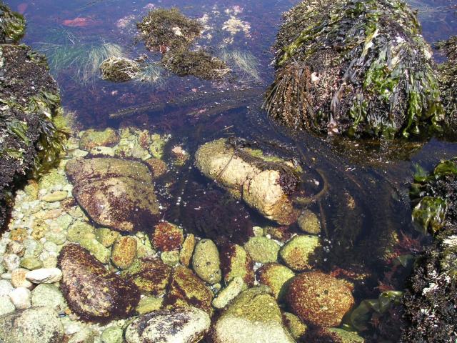 Pacific Grove and Montery Bay 009.jpg