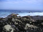 Pacific Grove and Montery Bay 011.jpg