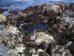 Pacific Grove and Montery Bay 017.jpg