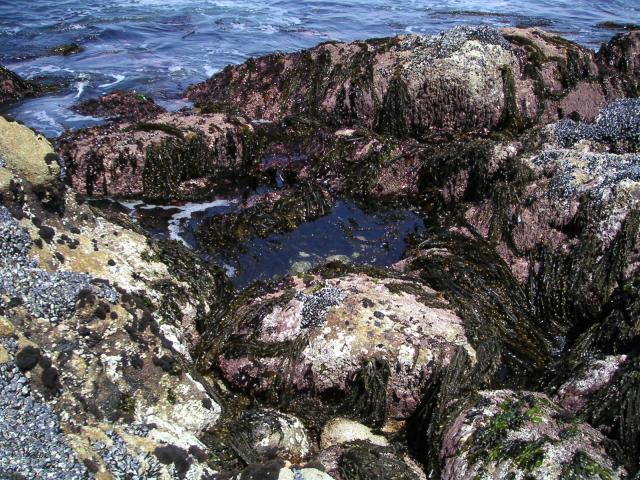 Pacific Grove and Montery Bay 017.jpg