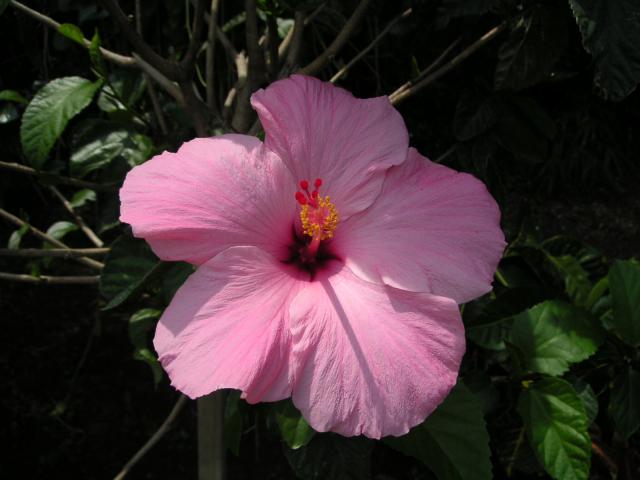 Nice flower on the way into the zoo