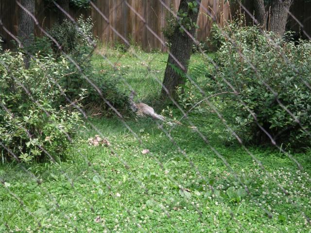 Kanagaroo sleeping off the previous night