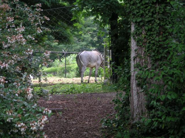 A Zebra