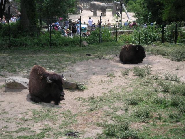 Bison
