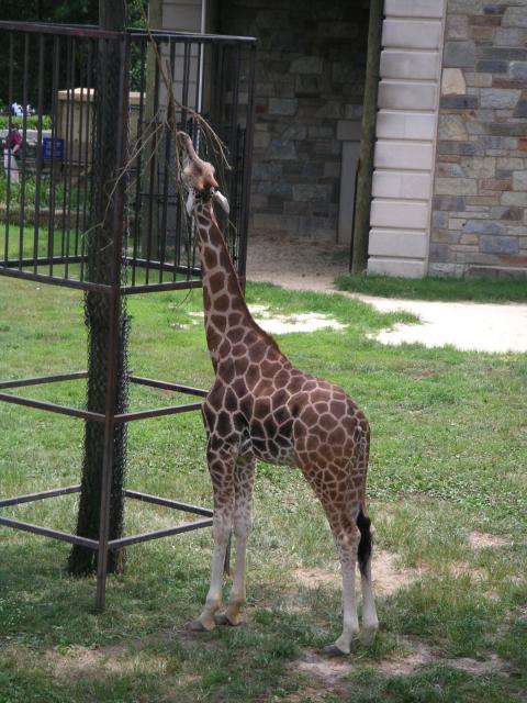 Jeffery the Giraffe?