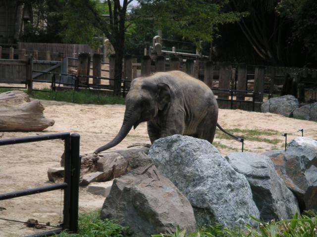 Baby elephant