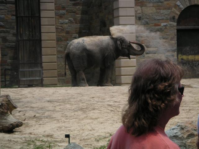 Elephant bath?