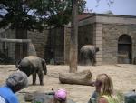 Baby elephant and Mom