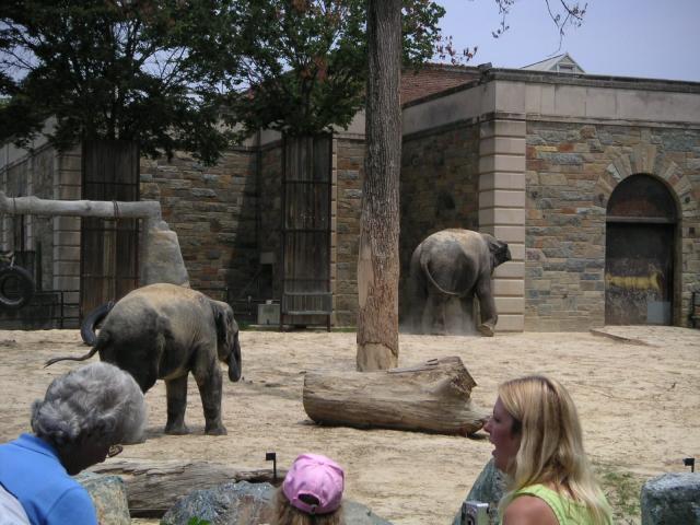 Baby elephant and Mom