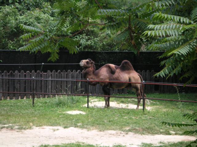 Camel with a broken hump