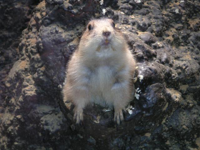 Prarie dog peaking out