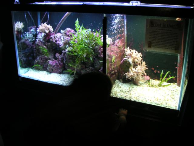 Will looking into the fishies