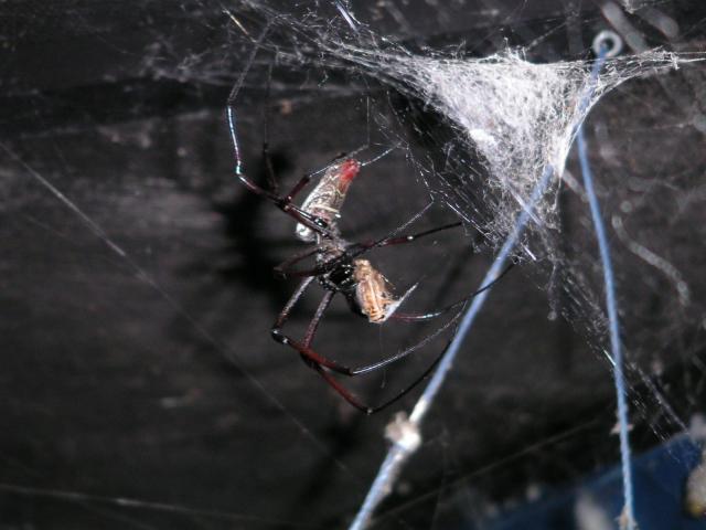 Spider eating dinner