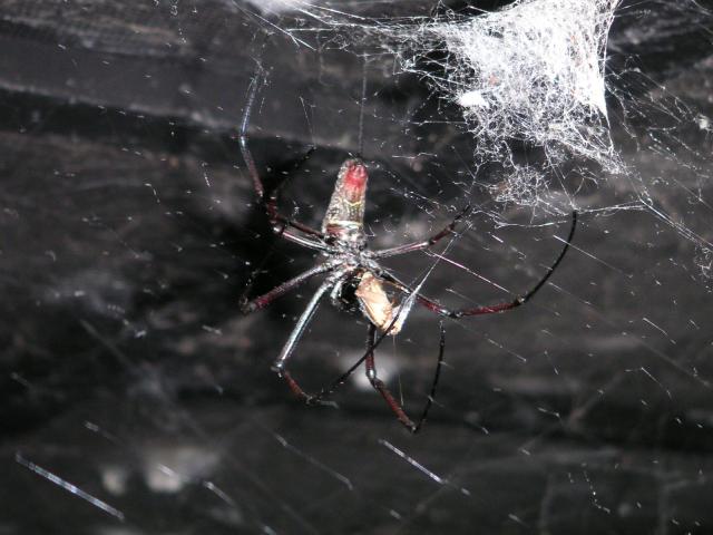 Spider eating dinner