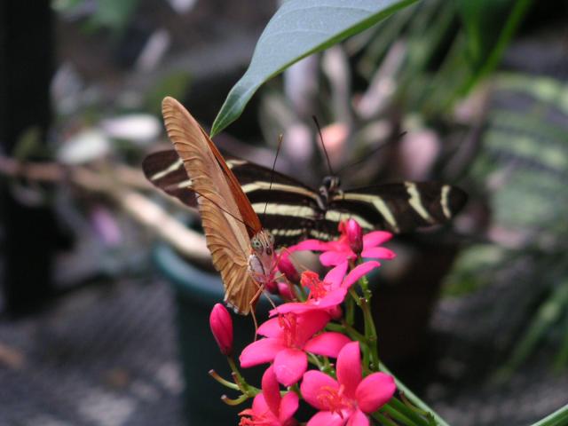 Amazing butterflies