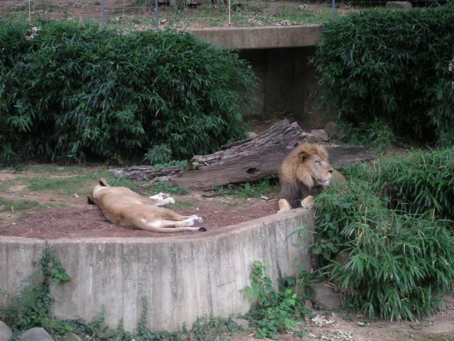 Lions