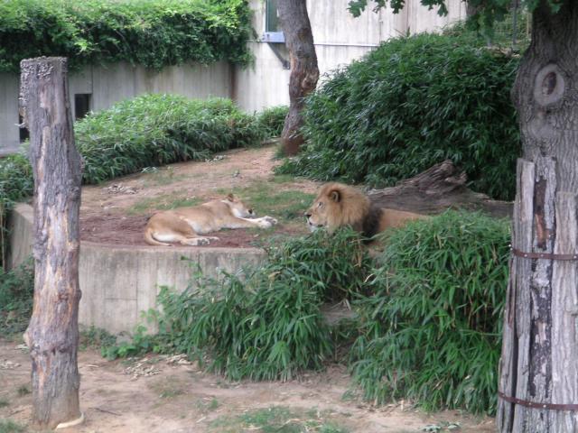 Lions