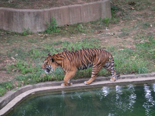 More pacing of the Tiger