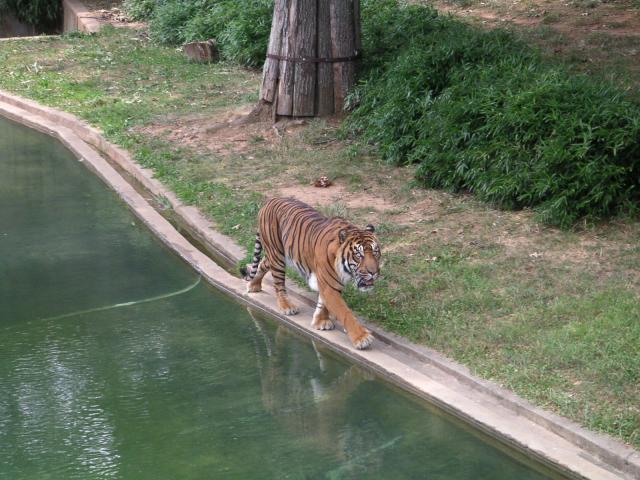 Yet another Tiger pic, but great eyes