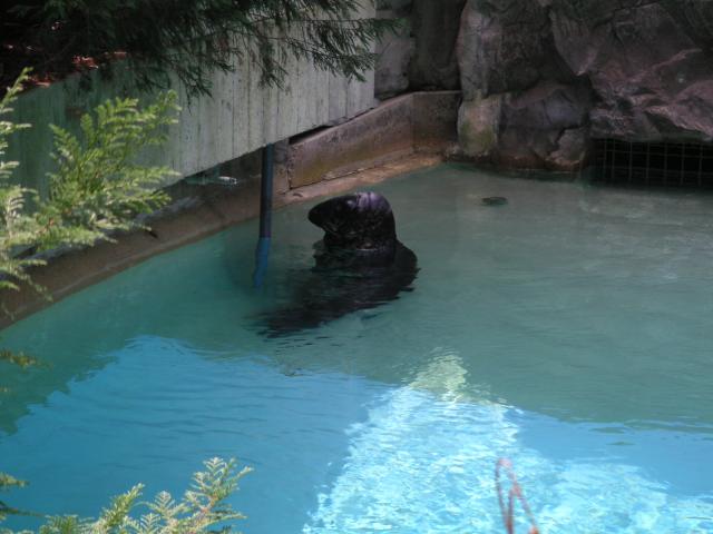 Seal? Sea Lion? sitting around