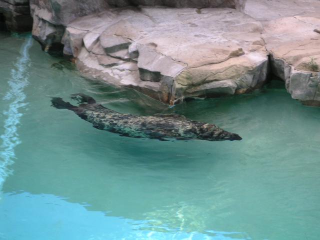 Seal? Sea Lion? swimming