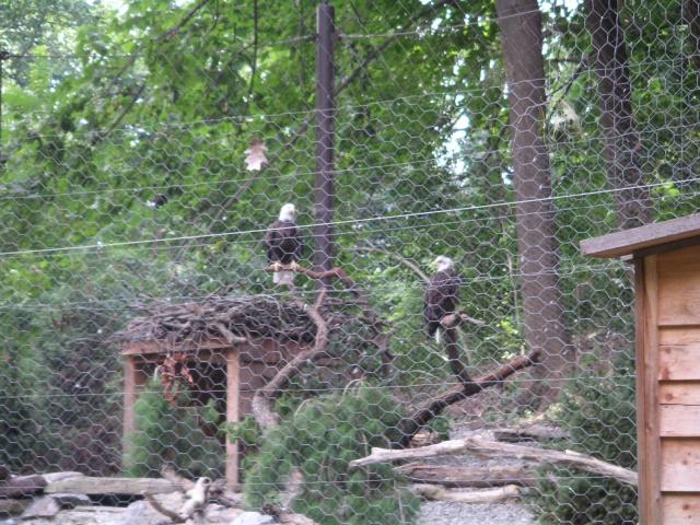 Bald Eagles