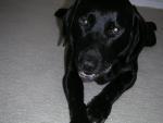 Duke, the cutest dog ever