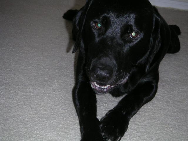 Duke, the cutest dog ever