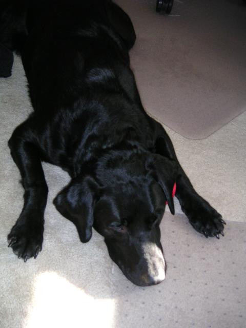 Duke 009.jpg