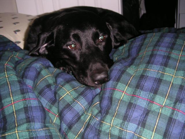 Duke 014.jpg