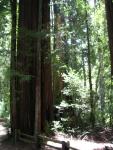Big Bason Redwood Park 001.jpg