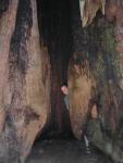 Big Bason Redwoods Walk