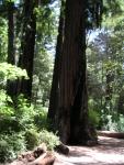 Big Bason Redwood Park 002.jpg