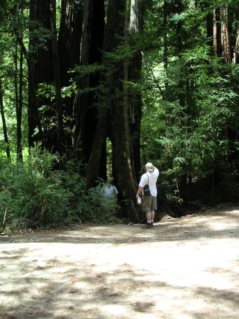 Big Bason Redwood Park 003.jpg