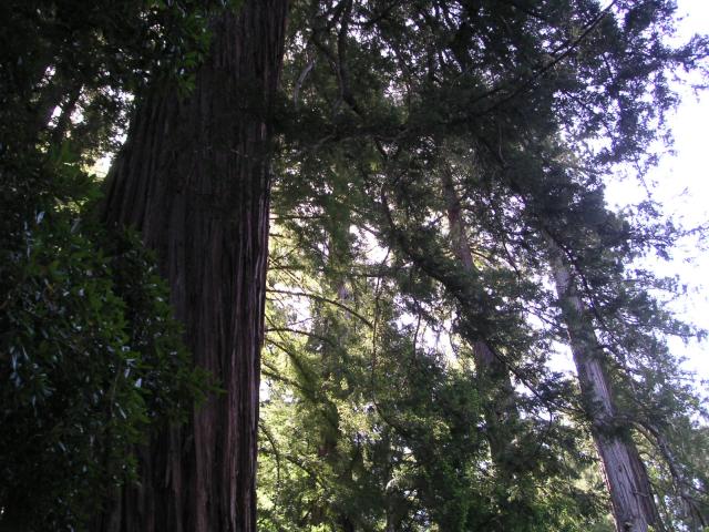 Big Bason Redwood Park 006.jpg