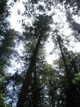 Big Bason Redwood Park 007.jpg