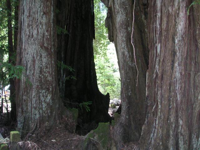 Big Bason Redwood Park 011.jpg