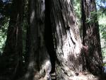 Big Bason Redwood Park 013.jpg