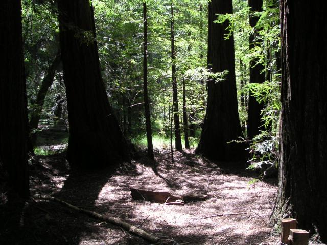 Big Bason Redwood Park 016.jpg