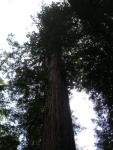 Big Bason Redwood Park 020.jpg