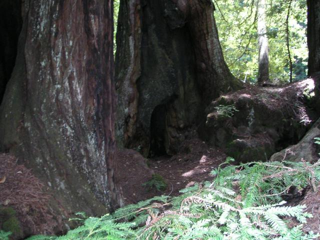 Big Bason Redwood Park 021.jpg