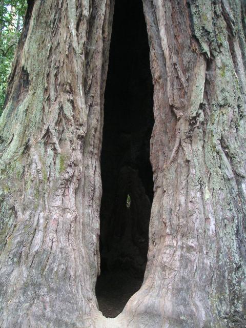 Big Bason Redwood Park 024.jpg