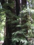 Big Bason Redwood Park 025.jpg