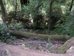 Big Bason Redwood Park 030.jpg