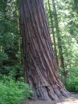 Big Bason Redwood Park 042.jpg