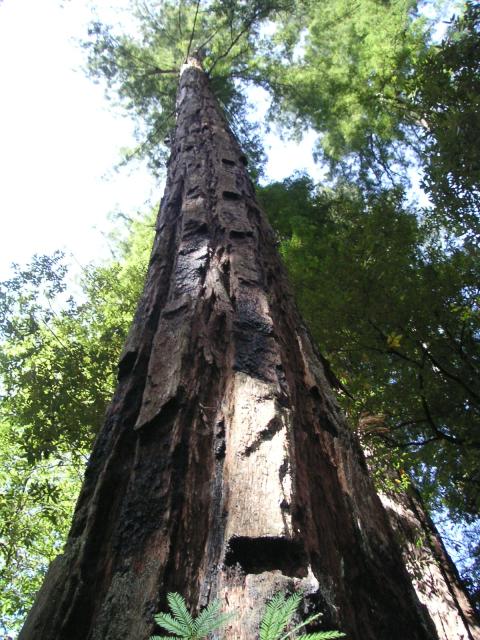 Big Bason Redwood Park 043.jpg