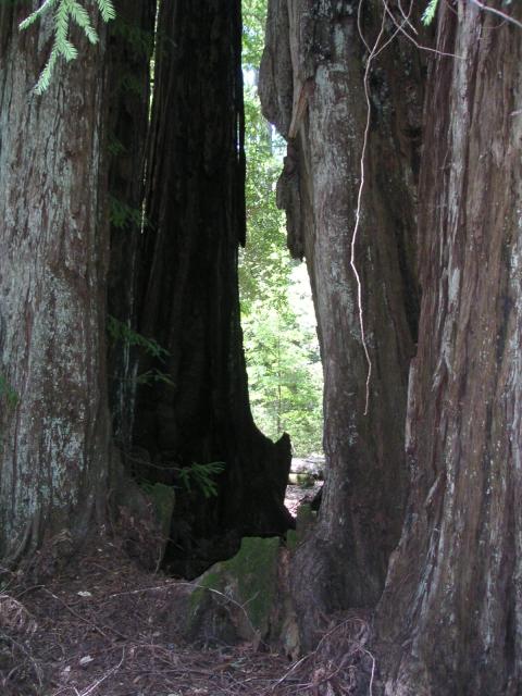 Big Bason Redwood Park 044.jpg