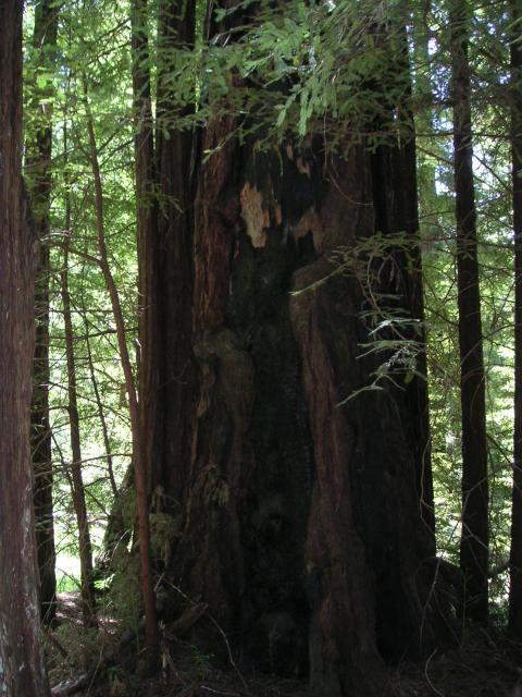 Big Bason Redwood Park 045.jpg