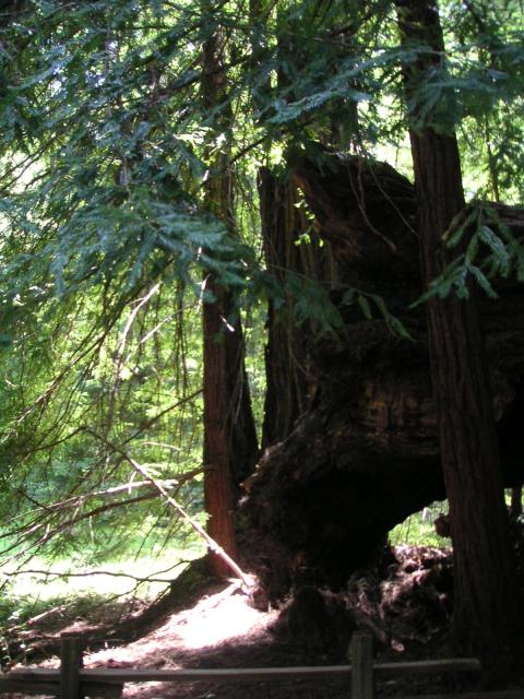 Big Bason Redwood Park 049.jpg