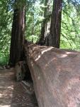 Big Bason Redwood Park 050.jpg